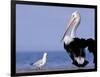 Australian Pelican and Gull on Beach, Shark Bay Marine Park, Australia-Theo Allofs-Framed Photographic Print