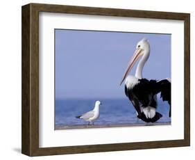 Australian Pelican and Gull on Beach, Shark Bay Marine Park, Australia-Theo Allofs-Framed Photographic Print