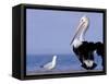 Australian Pelican and Gull on Beach, Shark Bay Marine Park, Australia-Theo Allofs-Framed Stretched Canvas