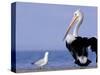 Australian Pelican and Gull on Beach, Shark Bay Marine Park, Australia-Theo Allofs-Stretched Canvas