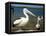 Australian Pelican, Australia-David Wall-Framed Stretched Canvas