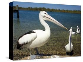 Australian Pelican, Australia-David Wall-Stretched Canvas