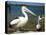 Australian Pelican, Australia-David Wall-Stretched Canvas