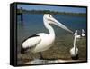 Australian Pelican, Australia-David Wall-Framed Stretched Canvas