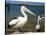 Australian Pelican, Australia-David Wall-Stretched Canvas