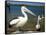 Australian Pelican, Australia-David Wall-Framed Stretched Canvas