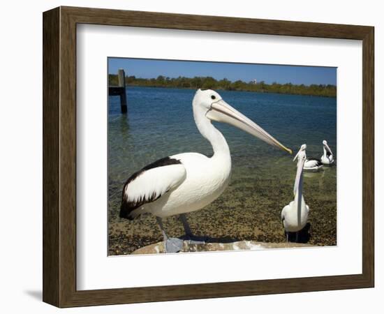 Australian Pelican, Australia-David Wall-Framed Photographic Print