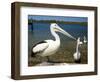 Australian Pelican, Australia-David Wall-Framed Photographic Print