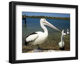 Australian Pelican, Australia-David Wall-Framed Photographic Print