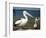 Australian Pelican, Australia-David Wall-Framed Photographic Print