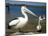 Australian Pelican, Australia-David Wall-Mounted Photographic Print