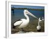 Australian Pelican, Australia-David Wall-Framed Photographic Print