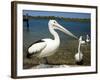 Australian Pelican, Australia-David Wall-Framed Photographic Print