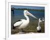 Australian Pelican, Australia-David Wall-Framed Photographic Print