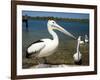 Australian Pelican, Australia-David Wall-Framed Photographic Print