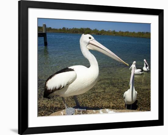 Australian Pelican, Australia-David Wall-Framed Photographic Print