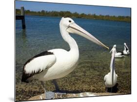 Australian Pelican, Australia-David Wall-Mounted Photographic Print