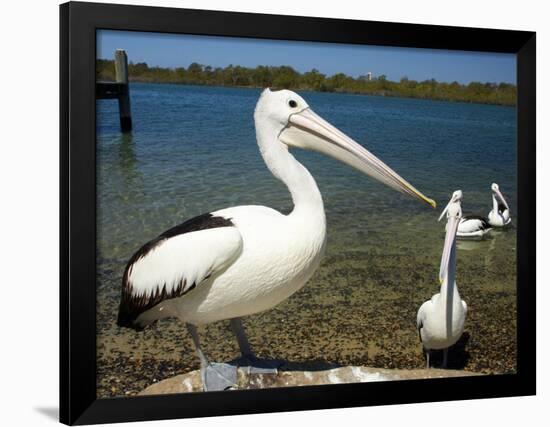 Australian Pelican, Australia-David Wall-Framed Photographic Print