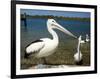 Australian Pelican, Australia-David Wall-Framed Photographic Print