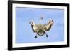 Australian Pelican in Flight -Braking in The-null-Framed Photographic Print