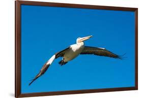 Australian Pelican, Kingscote, Kangaroo Island, South Australia-Mark A Johnson-Framed Photographic Print