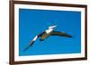 Australian Pelican, Kingscote, Kangaroo Island, South Australia-Mark A Johnson-Framed Photographic Print