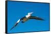 Australian Pelican, Kingscote, Kangaroo Island, South Australia-Mark A Johnson-Framed Stretched Canvas