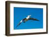 Australian Pelican, Kingscote, Kangaroo Island, South Australia-Mark A Johnson-Framed Photographic Print