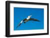 Australian Pelican, Kingscote, Kangaroo Island, South Australia-Mark A Johnson-Framed Photographic Print