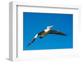 Australian Pelican, Kingscote, Kangaroo Island, South Australia-Mark A Johnson-Framed Photographic Print