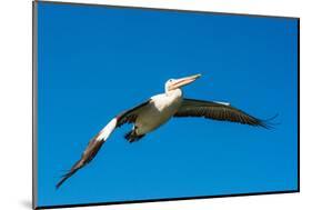 Australian Pelican, Kingscote, Kangaroo Island, South Australia-Mark A Johnson-Mounted Photographic Print