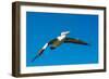 Australian Pelican, Kingscote, Kangaroo Island, South Australia-Mark A Johnson-Framed Photographic Print