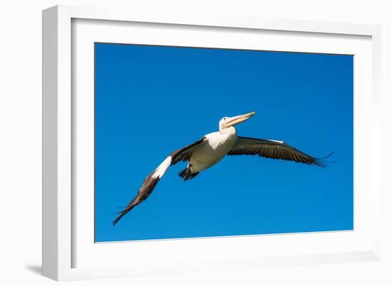 Australian Pelican, Kingscote, Kangaroo Island, South Australia-Mark A Johnson-Framed Photographic Print