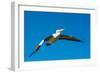 Australian Pelican, Kingscote, Kangaroo Island, South Australia-Mark A Johnson-Framed Photographic Print