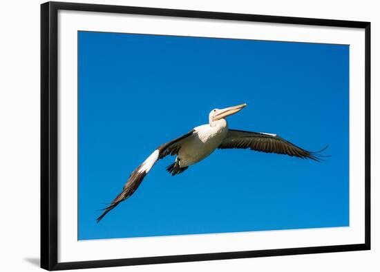 Australian Pelican, Kingscote, Kangaroo Island, South Australia-Mark A Johnson-Framed Photographic Print