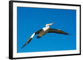 Australian Pelican, Kingscote, Kangaroo Island, South Australia-Mark A Johnson-Framed Photographic Print