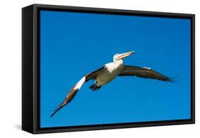 Australian Pelican, Kingscote, Kangaroo Island, South Australia-Mark A Johnson-Framed Stretched Canvas