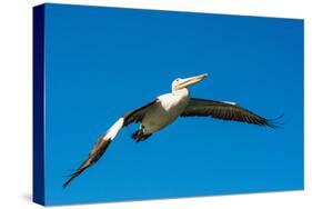 Australian Pelican, Kingscote, Kangaroo Island, South Australia-Mark A Johnson-Stretched Canvas