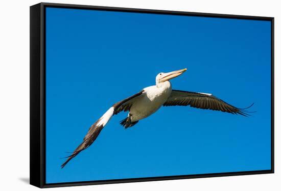 Australian Pelican, Kingscote, Kangaroo Island, South Australia-Mark A Johnson-Framed Stretched Canvas