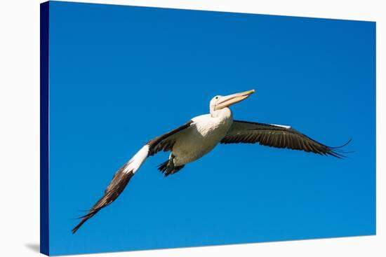 Australian Pelican, Kingscote, Kangaroo Island, South Australia-Mark A Johnson-Stretched Canvas