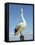 Australian Pelican, Pelecanus Conspicillatus, Shark Bay, Western Australia, Australia, Pacific-Ann & Steve Toon-Framed Stretched Canvas