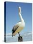 Australian Pelican, Pelecanus Conspicillatus, Shark Bay, Western Australia, Australia, Pacific-Ann & Steve Toon-Stretched Canvas
