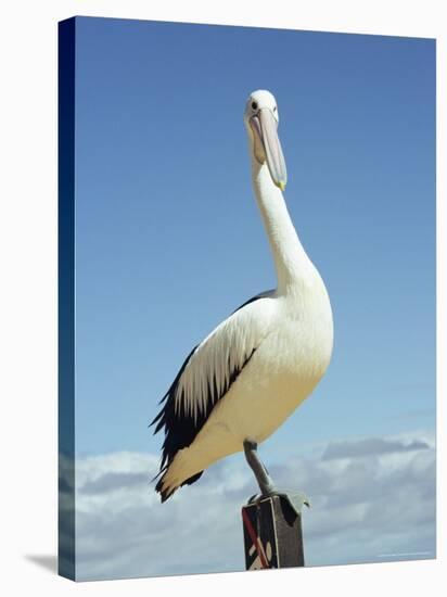 Australian Pelican, Pelecanus Conspicillatus, Shark Bay, Western Australia, Australia, Pacific-Ann & Steve Toon-Stretched Canvas