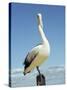 Australian Pelican, Pelecanus Conspicillatus, Shark Bay, Western Australia, Australia, Pacific-Ann & Steve Toon-Stretched Canvas