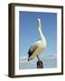 Australian Pelican, Pelecanus Conspicillatus, Shark Bay, Western Australia, Australia, Pacific-Ann & Steve Toon-Framed Photographic Print