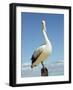 Australian Pelican, Pelecanus Conspicillatus, Shark Bay, Western Australia, Australia, Pacific-Ann & Steve Toon-Framed Photographic Print