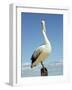 Australian Pelican, Pelecanus Conspicillatus, Shark Bay, Western Australia, Australia, Pacific-Ann & Steve Toon-Framed Photographic Print