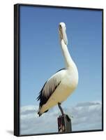 Australian Pelican, Pelecanus Conspicillatus, Shark Bay, Western Australia, Australia, Pacific-Ann & Steve Toon-Framed Photographic Print