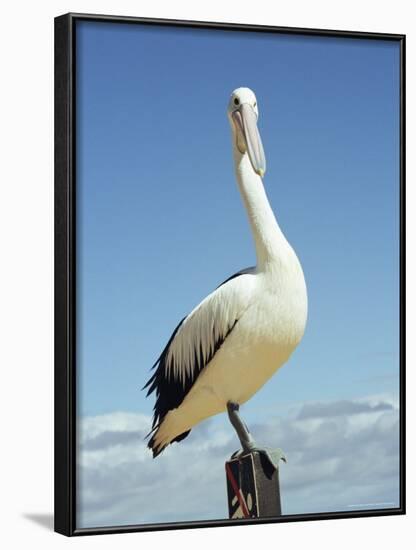 Australian Pelican, Pelecanus Conspicillatus, Shark Bay, Western Australia, Australia, Pacific-Ann & Steve Toon-Framed Photographic Print