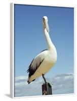 Australian Pelican, Pelecanus Conspicillatus, Shark Bay, Western Australia, Australia, Pacific-Ann & Steve Toon-Framed Photographic Print